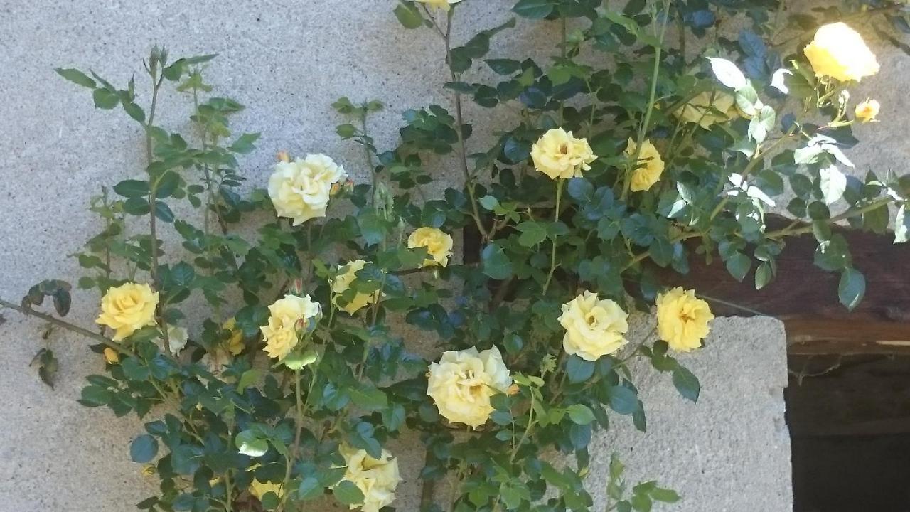 Levice B&B Barbaia מראה חיצוני תמונה